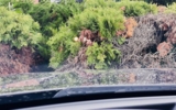 vehicle image #41