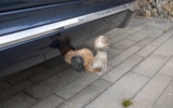 vehicle image #10