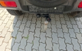 vehicle image #12