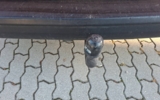 vehicle image #9