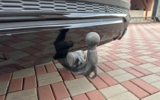 vehicle image #26