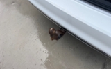 vehicle image #12