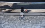 vehicle image #19