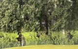 vehicle image #37