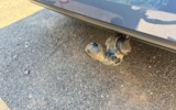 vehicle image #32